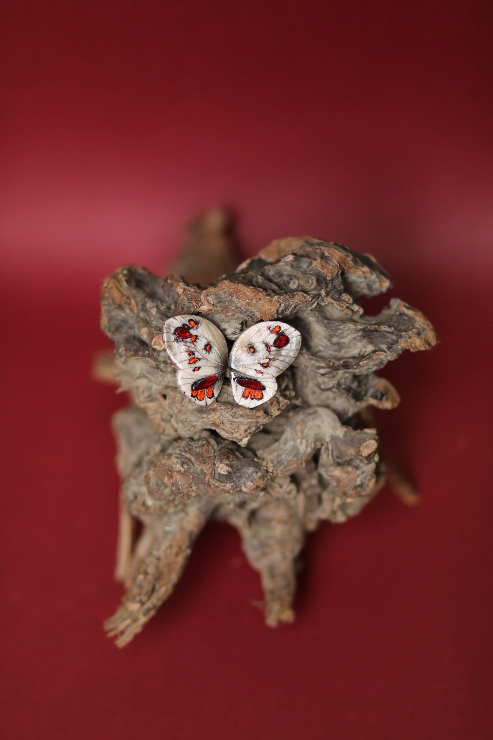 Fluturza Apollo - Image 3